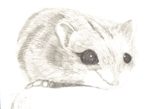 Dwarf Hamster Drawing At Explore Collection Of