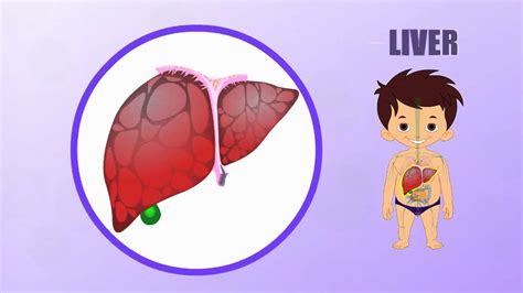 What are accessory organs of the digestive system. Liver - Human Body Parts - Pre School - Animated Videos ...