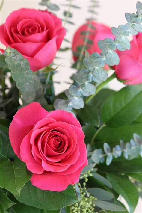 Half Dozen Hot Pink Roses In Arcadia Ca Mds Florist