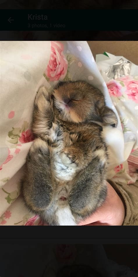 Rabbit Who Falls Asleep When You Turn Him Upside Down Raww