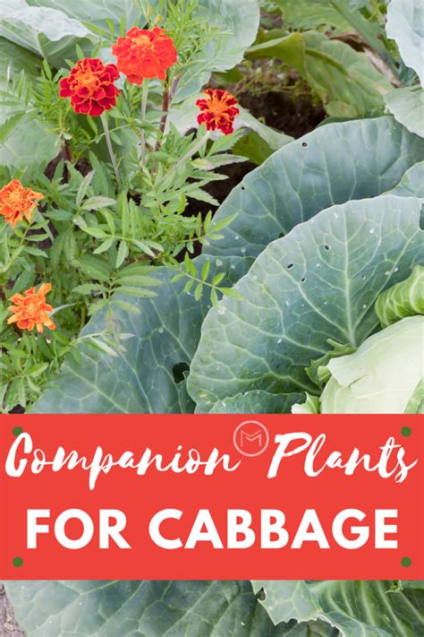Best Companion Plants For Cabbage Mother 2 Mother Blog
