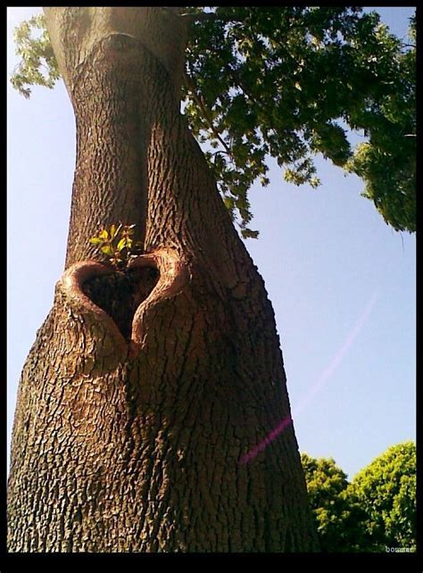 Tree Heart With Images Heart In Nature Beautiful Heart Nature