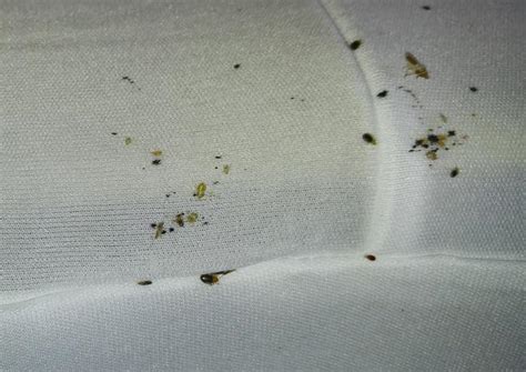 Cowleys Pest Services Pests We Treat Photo Album Bed Bug Problem In