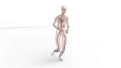 Human Blood And Nerves Figure Running Rotating Animation Of A Running