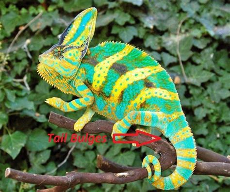 Veiled Chameleon Gender How To Identify Male Or Female