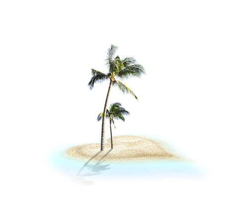 Coconut Tree Vector Png Image Hd Png All