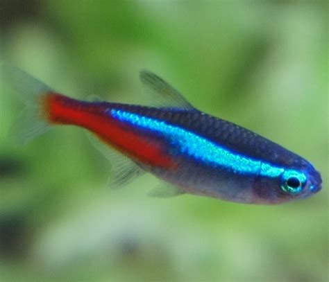 5 Best Pet Fish Varieties for Kids to Keep - The Pets Central