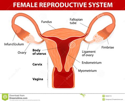 The case for renaming women's body parts. Sistema Reproductivo Femenino Foto de archivo - Imagen: 35820710