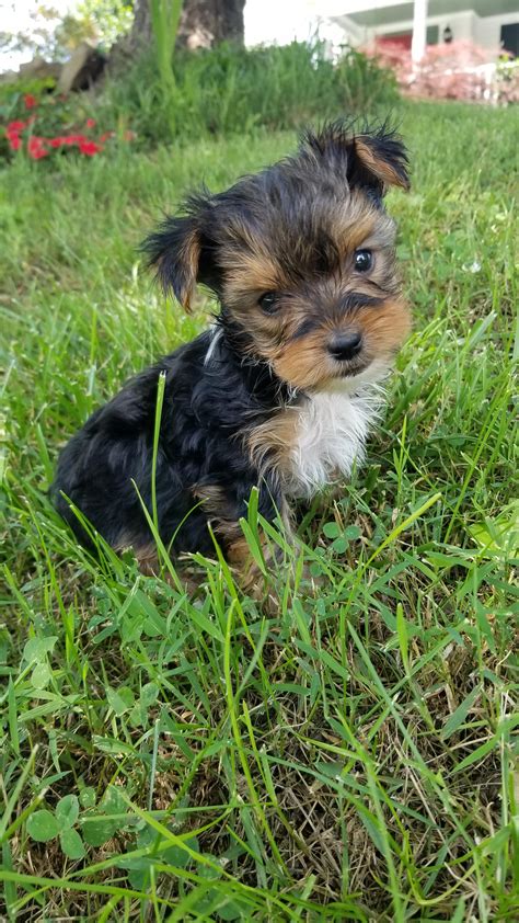 Maltipoo Puppies For Sale Memphis Tn