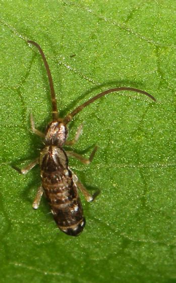 Springtail Pogonognathellus Elongatus Bugguidenet