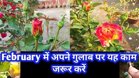 How To Care Rose Plant In February Part2 Youtube