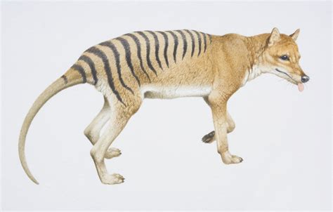 Tasmanian Tiger Sightings: Most Recent Thylacine Sightings | Better Homes and Gardens