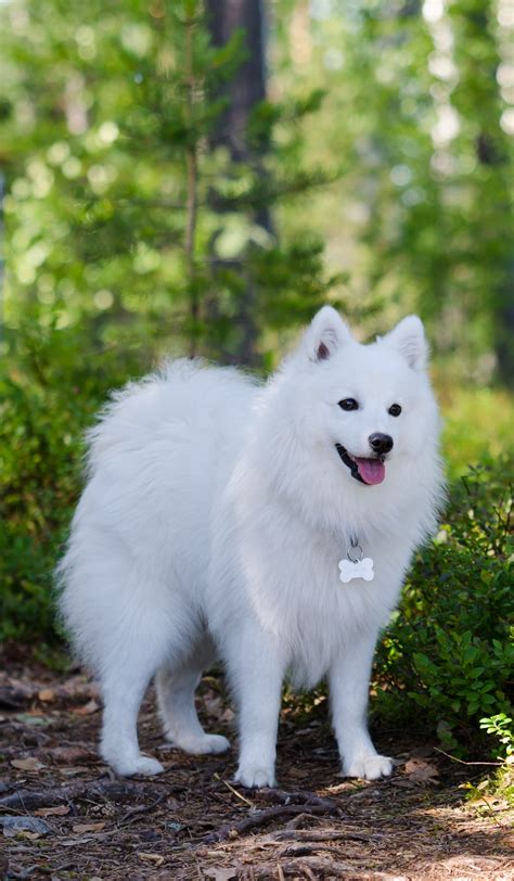 Japanese Spitz Dog4us Samoyed Dogs Japanese Dogs Cute Dogs Breeds