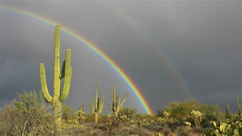 Magnificent Vibrant Double Rainbow Lights Up Saguaro Cactus In Arizona