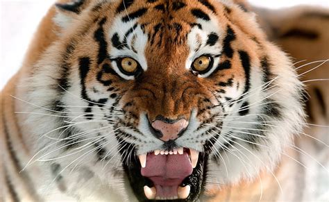 1920x1080px Free Download Hd Wallpaper Tiger Roar Face Hd