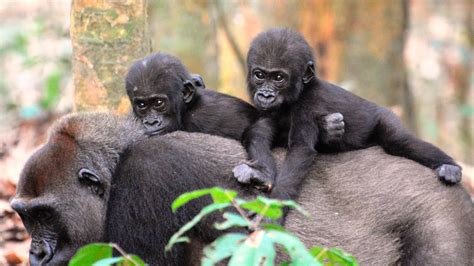 A Census Of Gorillas And Chimpanzees Finds More Than Expected The New
