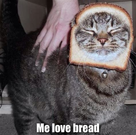 Funny Happy Funny Cute Hilarious Manly Man Meme Meme Guy Cat Bread