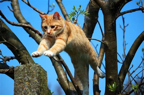 Royalty Free Photo Orange Tabby Cat Jumping On Tree Pickpik
