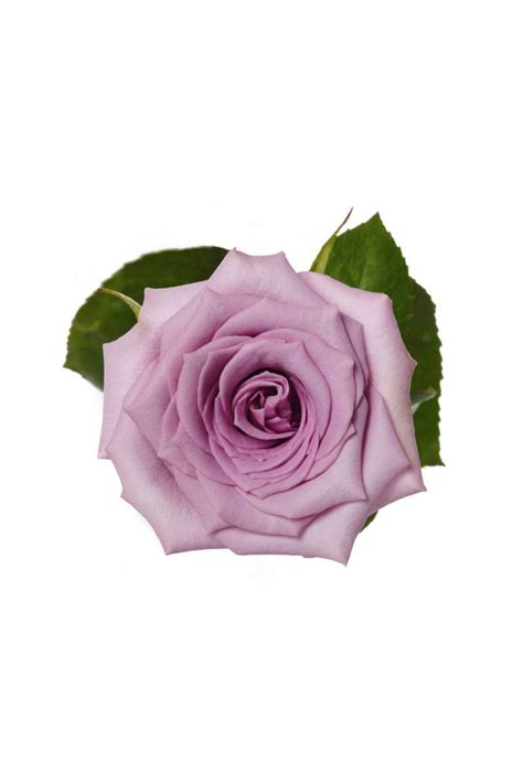 Rose 50cm Lavender Avante Garde Flora Fresh