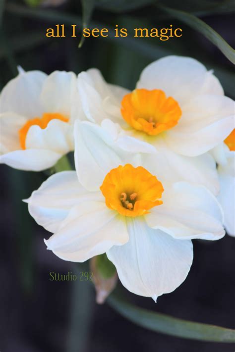 Daffodil Flowers Inspirational Quotes For 2018 Beautiful Flowers
