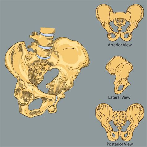 Pelvic Girdle Anatomy 1132885 Vector Art At Vecteezy