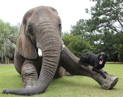 15 Unusual Animal Friendships That Will Melt Your Heart Animal