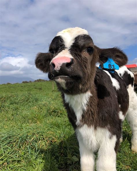 Pin By Dayley Wood On C R E A T U R E S Fluffy Cows Cute Baby Cow