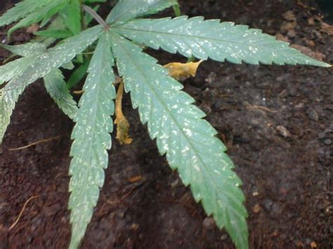 How To Revive Your Cannabis Plants After A Pest