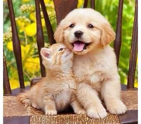 Golden Retriever Puppy With An Orange Kitten Cute