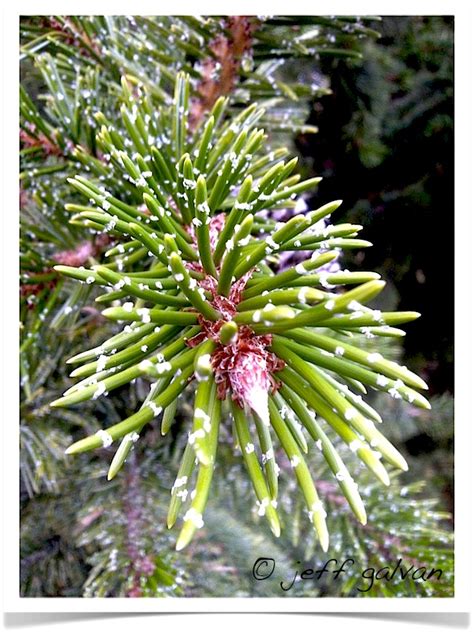 Bristlecone Pine Leaves Boulder Tree Care Pruning And Tree Removal
