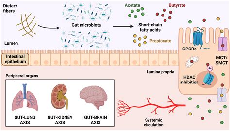 Frontiers Butyrate Connecting The Gut Lung Axis To The Management Of