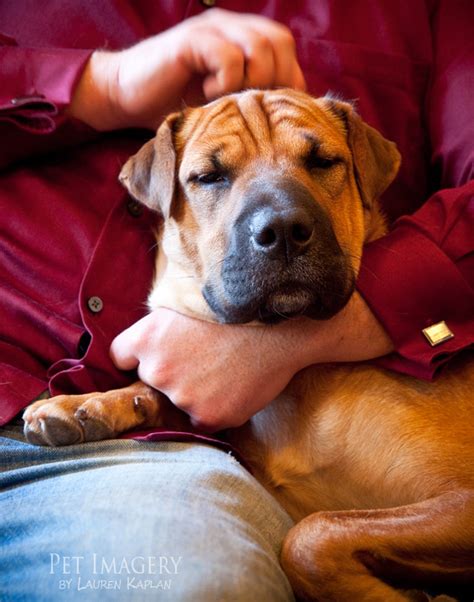 While each breed can be devoted and loyal to family, the shar pei is known to be reserved and even aggressive toward strangers and other animals. New Pet Photography: Ronni, Shar Pei Mix Breed » Pet Imagery by Lauren Kaplan Photography ...