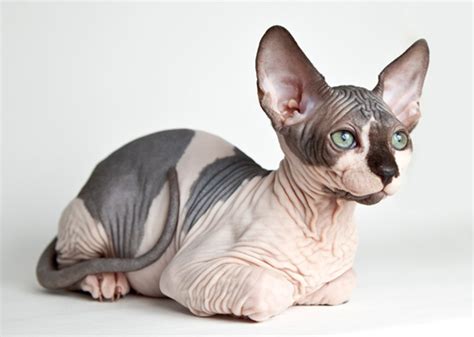 Some worry about too much hair, while others worry about not enough. Breeds of Dogs and Cats With No Hair