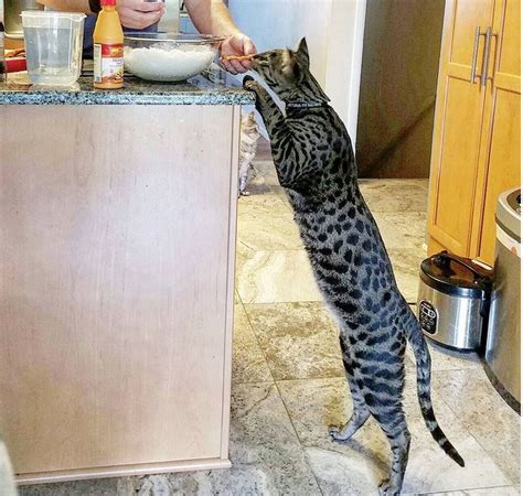 Meet The Worlds Tallest Pet Cat Who Lives In Michigan