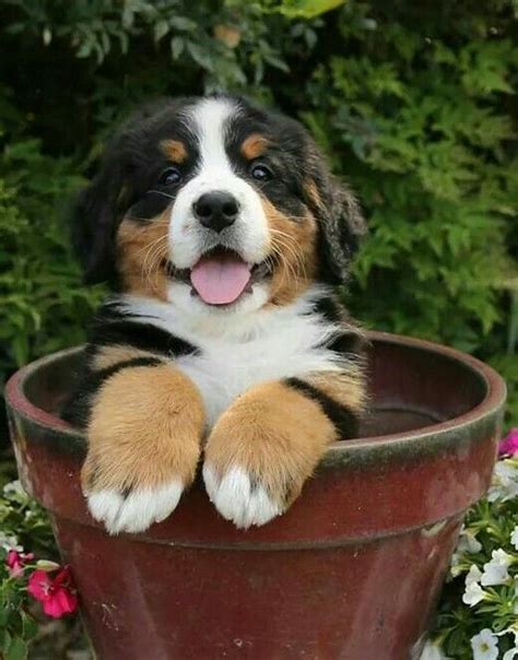 Too Cute Bernese Mountain Dog Puppy Heart Stealers Pinterest