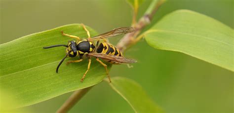 Wasp Identification | Wasps