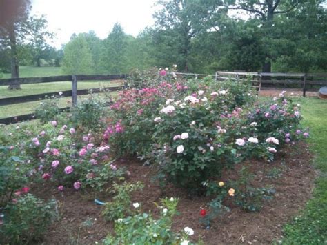 Preparing A New Rose Bed Is A One Time Opportunity To Really Get Your