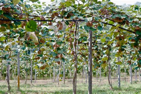How to build a trellis for hardy kiwi. Aktinidia (kiwi) wskazówki uprawy, pielęgnacji i popularne ...