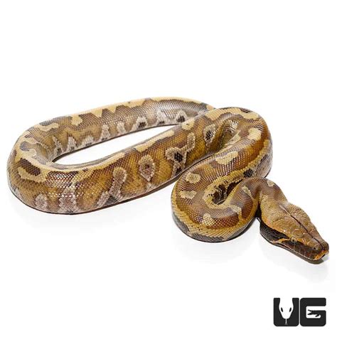 Baby Bangka Blood Pythons Python Curtus For Sale Underground Reptiles