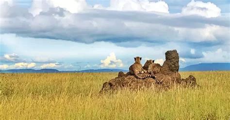 邂逅雨季的非洲大草原上的坦桑尼亚，这里美得不像话坦桑尼亚塔桑尼亚新浪新闻