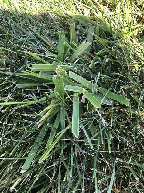 How Do I Get Rid Of This Tall Fescue Lawncare