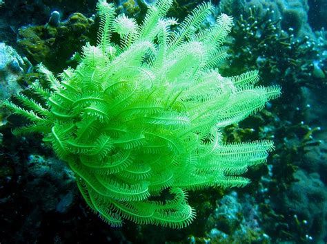 First, you must fill in the. 17 Best images about Fish Keeping on Pinterest ...