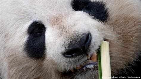 Los Pandas Comen Bambú Desde Hace Por Lo Menos 6 Millones De Años Según