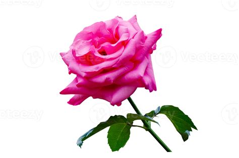 Pink Rose Isolated On Transparent Background Png File 18726901 Png