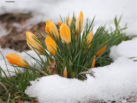 Spring Flowers In Snow Photos