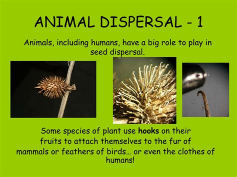 Ppt Seed Dispersal How Does It Happen Powerpoint Presentation Free