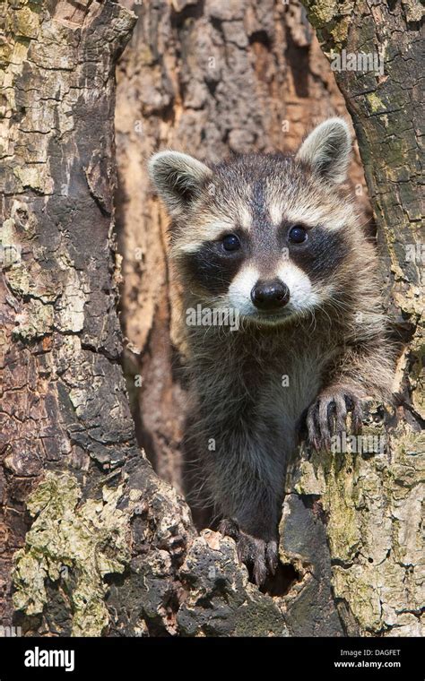 Common Raccoon Procyon Lotor Two Month Old Pup In A Treehole