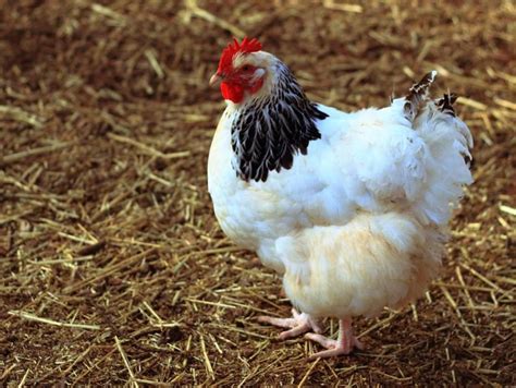 Organic Meat Poultry Production Financial Tribune