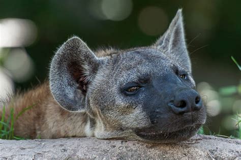 Hyena Mouth Stock Photos Pictures And Royalty Free Images Istock