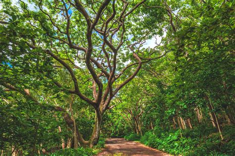 Hawaiian Acacia Koa Inches Toward Instinction Environmental Watch